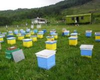 Beekeeping and honey processing business plan